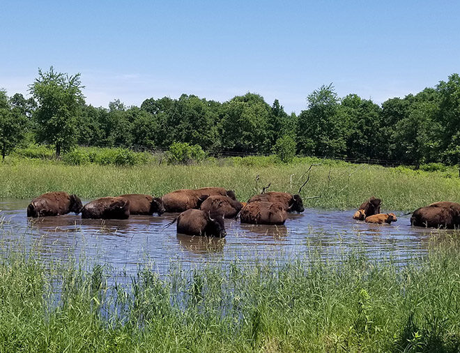 MANKATO ADVENTURES: Minneopa State Park Offers Buffalo Viewing and Outdoor Escape